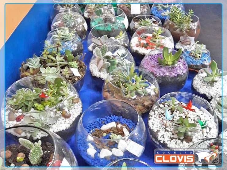 Projeto de biologia: Terrário